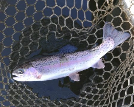 釣り初め！ 大安トラウトレイク